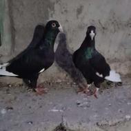 کبوتر قره سوری