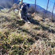 سگ سرابی فروری