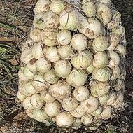 پیاز سفید تازه سرزمین