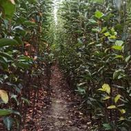 حراج نهال خرمالو وانجیر