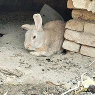 خرگوش جاینت هلندی