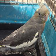 عروس هلندی ماده