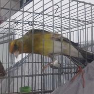 معاوضه سهره قناری با کبک کوهی