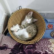 واگذاری گربه