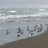 فروش زمین مسکونی 217 متر در شهر ساحلی