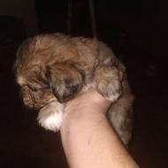 واگذاری سگ شیتزو