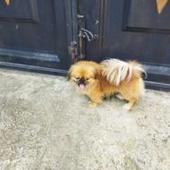 سگ پشمالو پاکوتاه پکنیز واگذاری