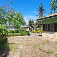 تعدادی درخت جهت فروش