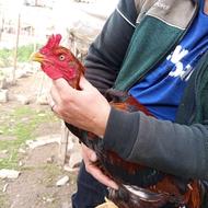 خروس لاری جوجه لاری مرغ محلی