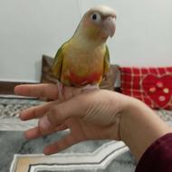 پرنده دستی سه ملیون