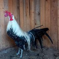 خروس فونیکس