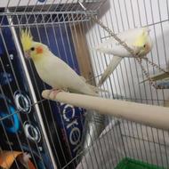 عروس هلندی مولد با جوجه