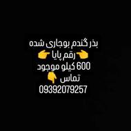 بذر گندم پایا