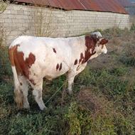 سمینتال هالک