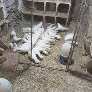 کبوتر چش زرد