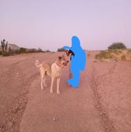 سگ سرابی بسیار عالی واگذاری