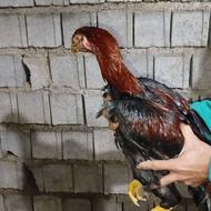 خروس لاری 5ماه آینده دار