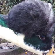 دوعدد اوردک کاکل درشت لوکس