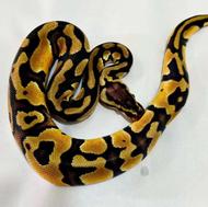 بال پیتون یلو بلی پاستل 100%