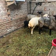 گوسفند 3عدد