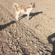 به شرط گله ..