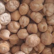 نخودپاییزه منصور