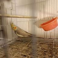 عروس هلندی ماده