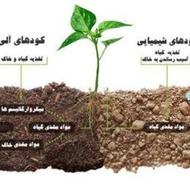 کمپوست گیاهی