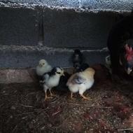 جوجه ده روزه زیر مرغی