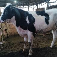 گاو.گوساله نر