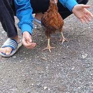 جوجه خروس گلین خوشگل