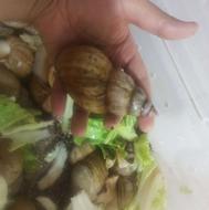 حلزون آلبینو