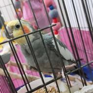 عروس هلندی نر 2ساله