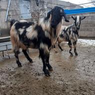 هر2نربزرگ.چاق بدونه ایرادزمانتی خریدارتماس بکیردکیلوی 290 ..