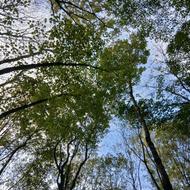 فروش زمین و ملک( فومن ماسال گوراب زرمیخ صومعه سرا طاهرگوراب