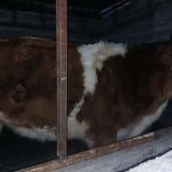 گوساله سیمینتال قرمز