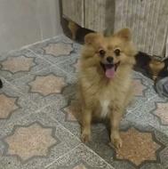 سگ گمشده با مژدگانی