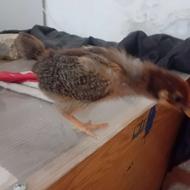 جوجه یک 1 ماهه ( گلپایگان اصلاح نژاد شده)