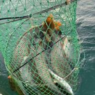 اجاره قایق برای ماهی گیری