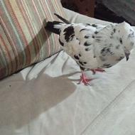 طاق میزنم کفتر