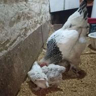 جوجه برهما لایت