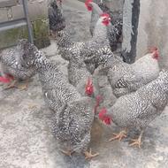 فروش خروس پلیموت راک(آمروک)شش ماهه