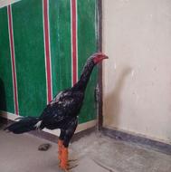 وشی مرغی برابری کلنگی