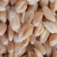 گندم مخصوص آرد