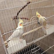 یک جفت عروس هلندی