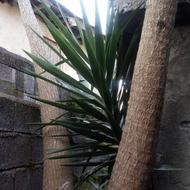 گل یوکای 20 ساله