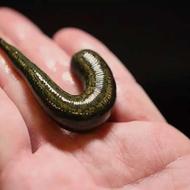 زالو طبی و آرایشی تکی و عمده