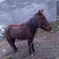 اسب کاسپن رام شده