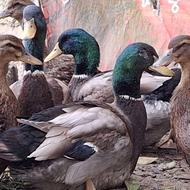 فروش مولد اردک روعین فرانسه به صورت جفت