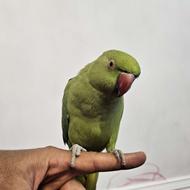 فروش طوطی ملنگو